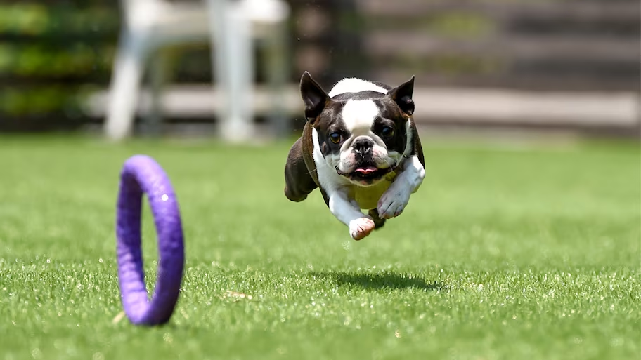 Artificial turf